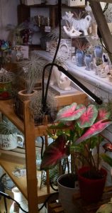 Plants and small decorative items arranged on shelves inside Bliss Marketplace.